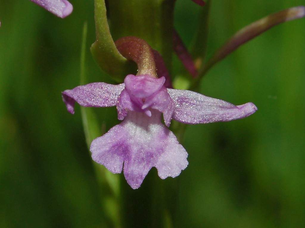 Gymnadenia conopsea